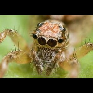 Meet your Posher, Deleon